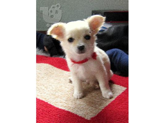 PoulaTo: Τσιουάουα κουτάβι